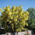 Laburnum anagyroides - дерево для умеренного климата.