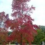 Ликвидамбар осенью становится красивым