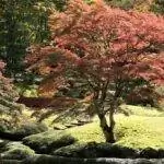 Японский клен - неприхотливое дерево.