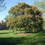 Aesculus pavia - экзотическое дерево.