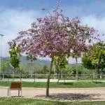 Bauhinia variegata - дерево с неинвазивными корнями.