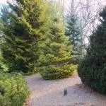 Пихту можно посадить в саду