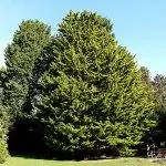 Кипарис - это хвойное дерево, то есть вид сосудистых растений.