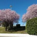 Prunus cerasifera - декоративное дерево.