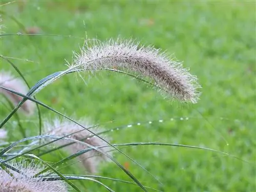 Характеристики Pennisetum alopecuroides