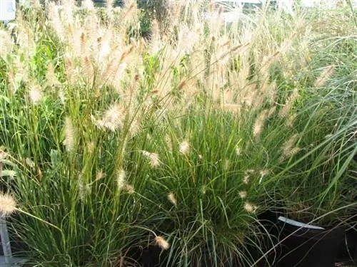 Виды Pennisetum alopecuroides