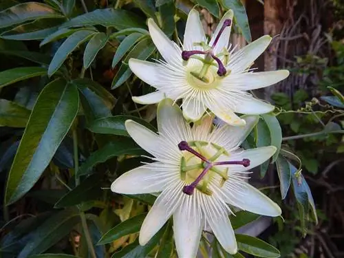 Какая забота у страстоцвета