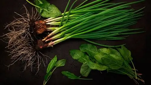 урожай репчатого лука