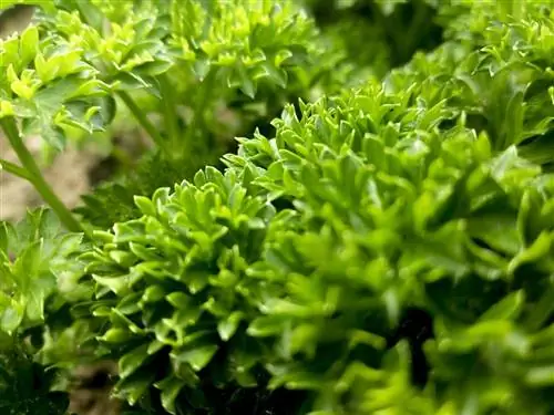 китайская петрушка