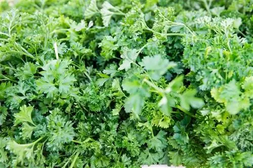 петрушка и ее применение