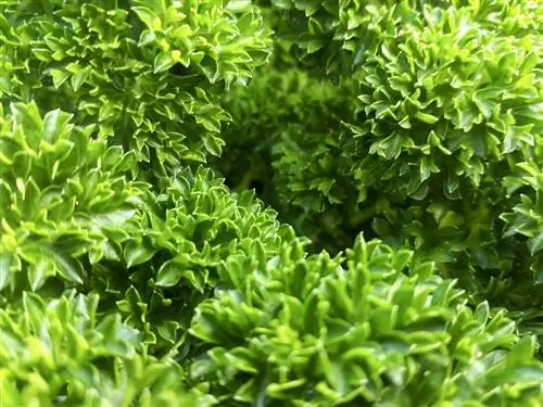 Вьющаяся петрушка: выращивание и применение