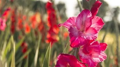 гладиолусы в саду