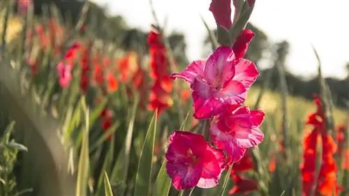 когда сажать гладиолусы