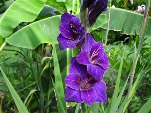 когда сажать гладиолусы в саду