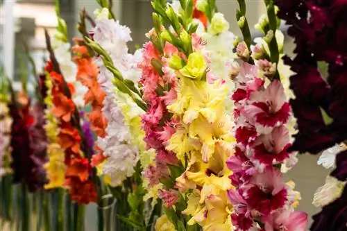 Когда сажать гладиолусы