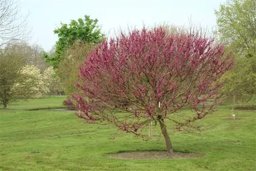 церсис китайский