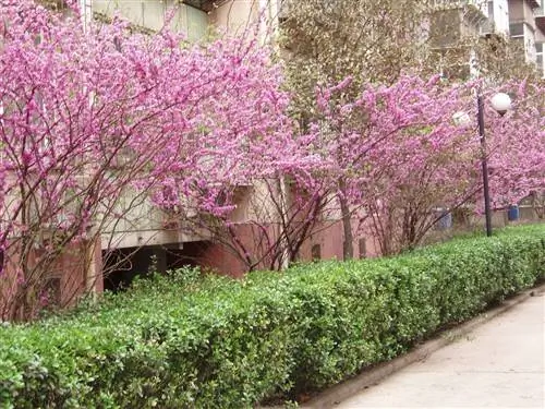 сорта декоративных деревьев