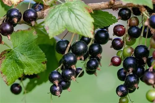 плоды черной смородины
