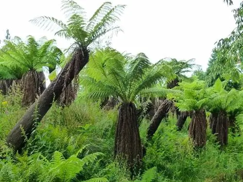 Вид на Диксонию Антарктиду