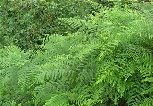 Вид на Pteridium aquilinum