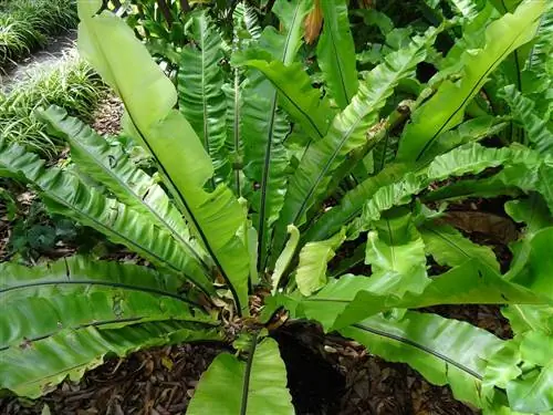 Asplenium nidus - растение, которое хорошо растет в почве и в горшке.