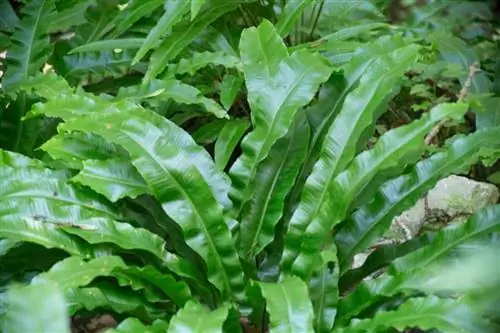 Асплениум сколопендриум - многолетний папоротник.