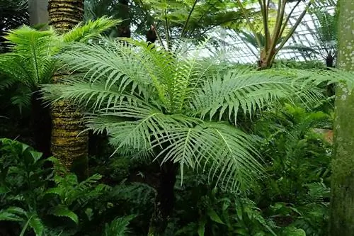 Blechnum gibbum - древовидный папоротник.