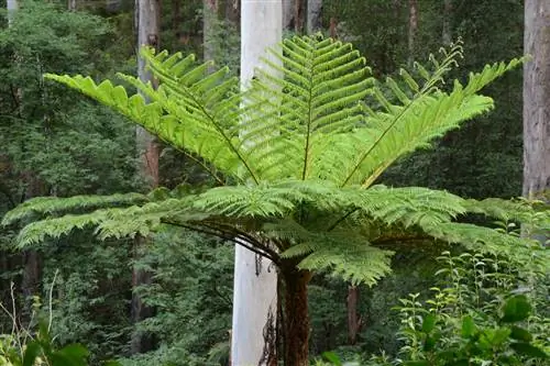 Cyathea cooperi - древовидное растение.