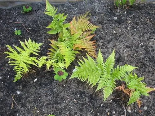 Dryopteris erythrosora - полулистопадный папоротник.