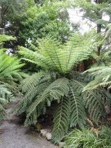 Cyathea Dealbata - древесное растение.
