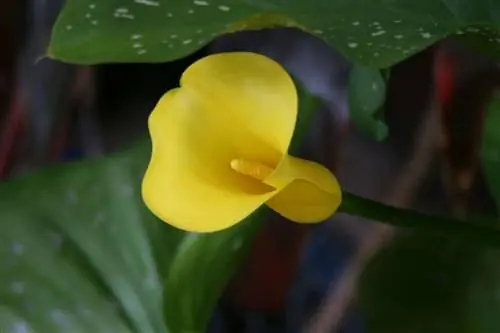 водяная лилия