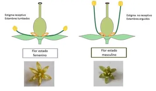 Цветки авокадо обоеполые.