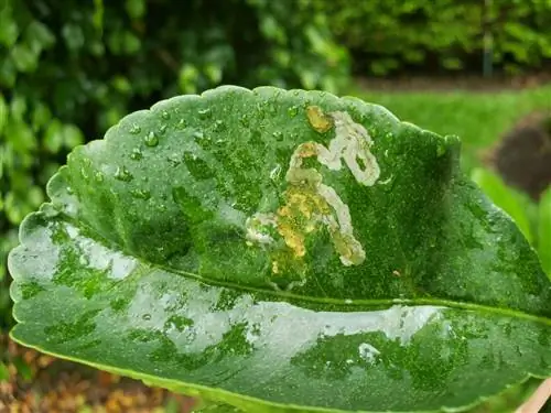 Болезни лимонного дерева: морщинистые листья