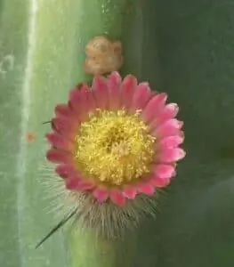 Цветы кактуса прекрасны.