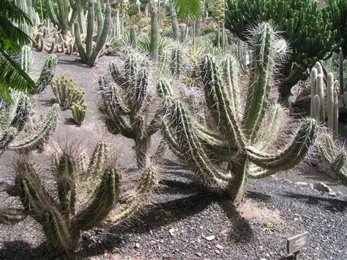 Вид на корину Стетсонии