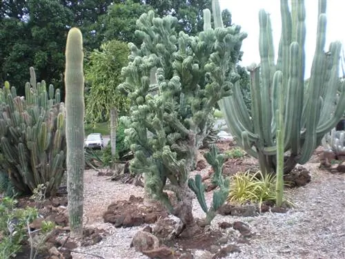 Существует много видов колонновидных кактусов.
