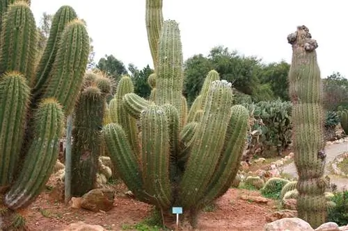 Echinopsis atacamensis - быстрорастущий кактус.