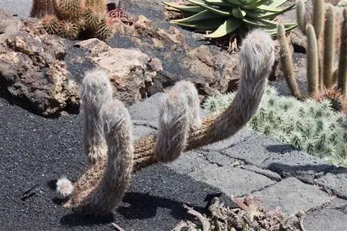 Oreocereus celsianus представляет собой небольшой столбчатый кактус.