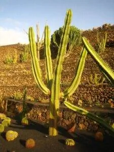 Колонновидные кактусы высокие