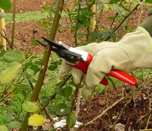 Когда и как обрезать кусты роз?