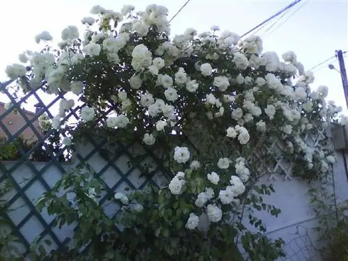 плетистая роза