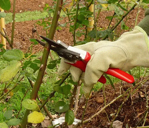 обрезка старых розовых кустов