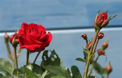 кусты роз в цвету