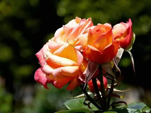 оранжевая роза