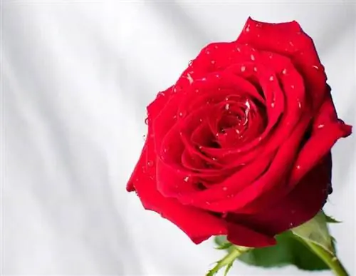 Красная роза