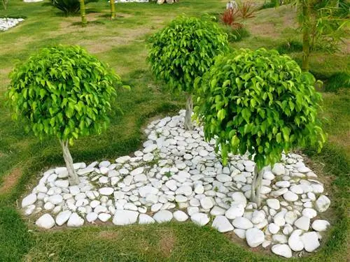 болезни фикуса бенджамина