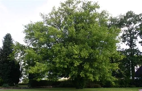 Acer negundo - листопадное дерево.
