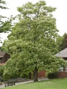 Catalpa ovata - высокое дерево.