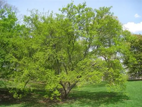 Acer tataricum подвид ginnala