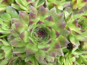 Sempervivum tectorum - кулачковое растение.